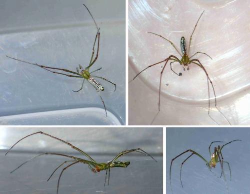 Leucauge sp.